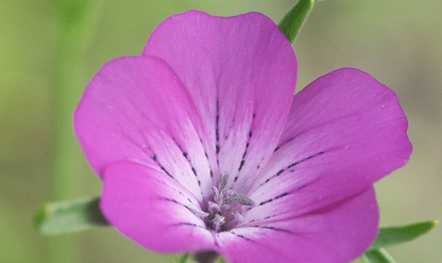 Fleurs-mortelle