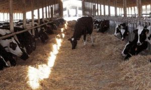 الكورة: أسعار العلف والحليب تهدد بإقفال مزارع الأبقار