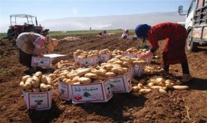 عكار: مزارعو البطاطا ناشدوا الحكومة لدعمهم في تصدير الانتاج