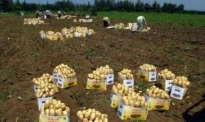 12 ألف طن من البطاطا المصرية إلى لبنان؟