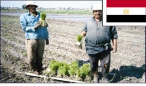 نمو صادرات مصر من الأرز خلال شباط