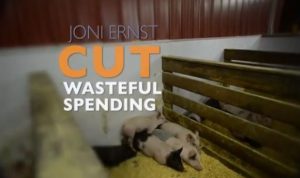 الخنازير المخصية في أميركا… والبعد الانتخابي للموازنة والنفقات العامة