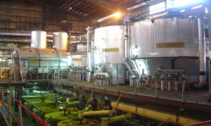 Sugar-plant2