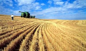 مصر تشتري 175 ألف طن من القمح الأوكراني والروماني