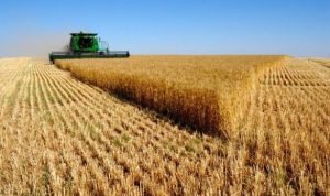 روسيا تعتزم فرض رسوم على صادرات الحبوب وتثير حالة من الارتباك