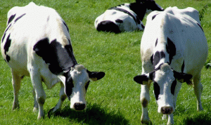 البترون: تربية الأبقار إلى تراجع