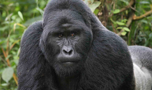 gorilla