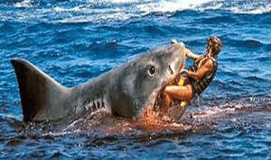 مقتل شاب أسترالي في هجوم لأسماك القرش