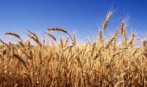 مصر تشتري 180 ألف طن من القمح الفرنسي